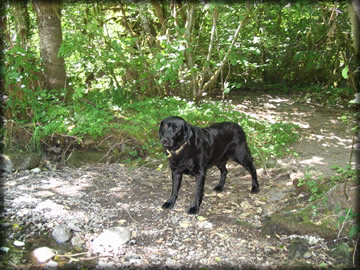 Billie in camp July 06